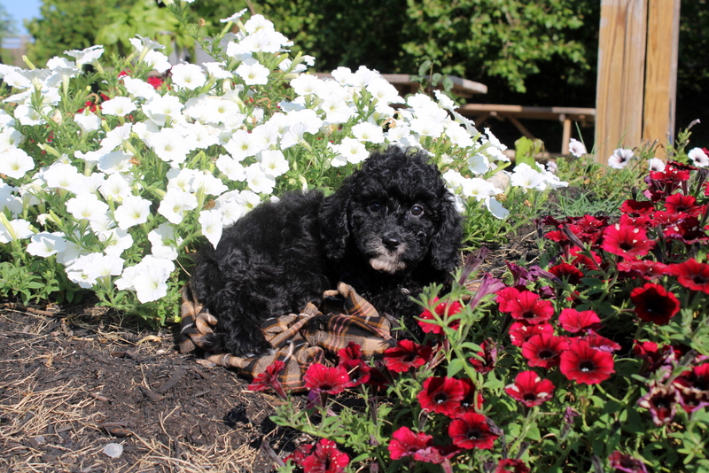 puppy, for, sale, Cavapoo, Matthew B. Stoltzfus, dog, breeder, Gap, PA, dog-breeder, puppy-for-sale, forsale, nearby, find, puppyfind, locator, puppylocator, aca